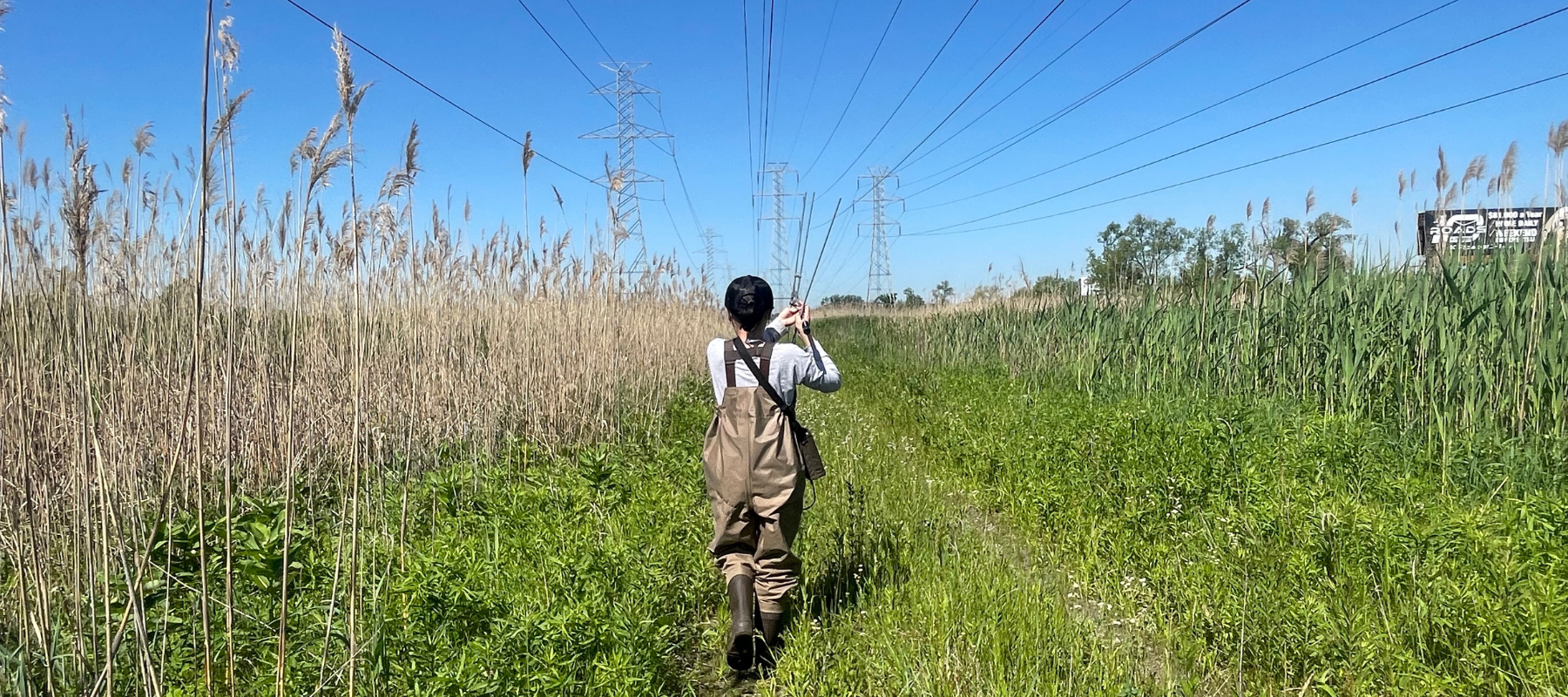 A student in boots and wading overalls walks through a marshy natural area under power lines.